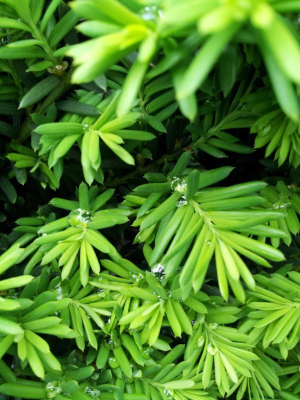 쉬는시간 잠시회사옥상에올라갔다가  물방울이고여있는모습이 마치 보석을풀어놓은것같다