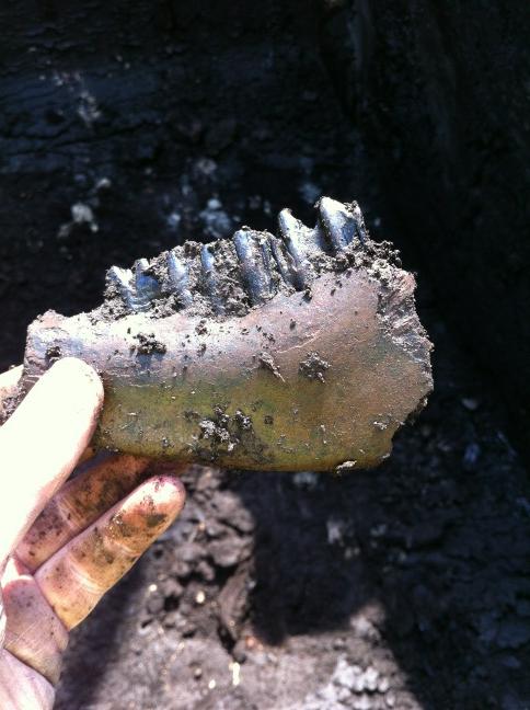 PatrickvDomburg's tweet photo. Botresten van dieren, leer, aardewerk; genoeg materiaal om de grondlagen in de Dorpsstraat 155 #Zoetermeet te dateren. http://t.co/95jvRAkt