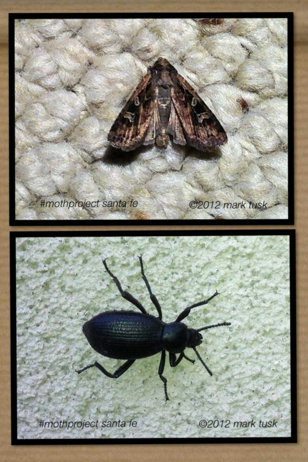 marktusk's tweet image. #mothproject santa fe #iphoneography