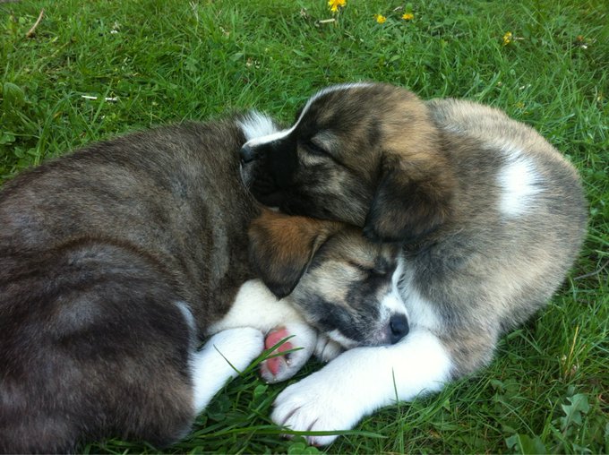 Did I tell y'all that my house is taking care of 9 puppies right now? http://t.co/qTAlnLYQ<a href="/tag/startrek"class="tags"><span>#startrek</span></a><a href="/tag/sexyworf"class="tags"><span>#sexyworf</span></a><a href="/tag/whennerdsfuck"class="tags"><span>#whennerdsfuck</span></a>