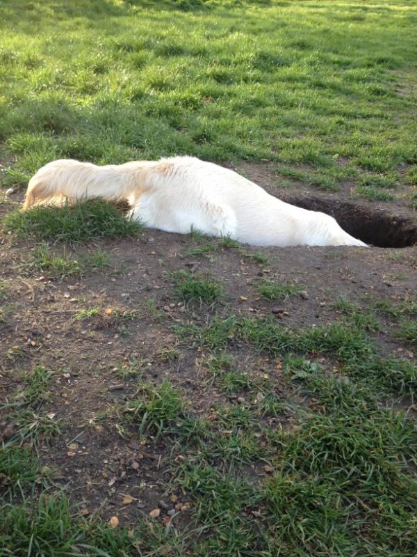 Digging for Australia from Wandsworth Common......