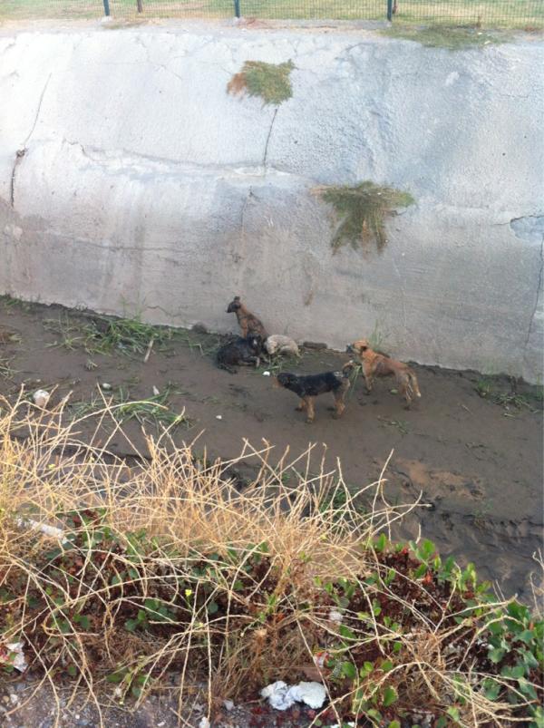 INFORMADORCHILE tweet picture