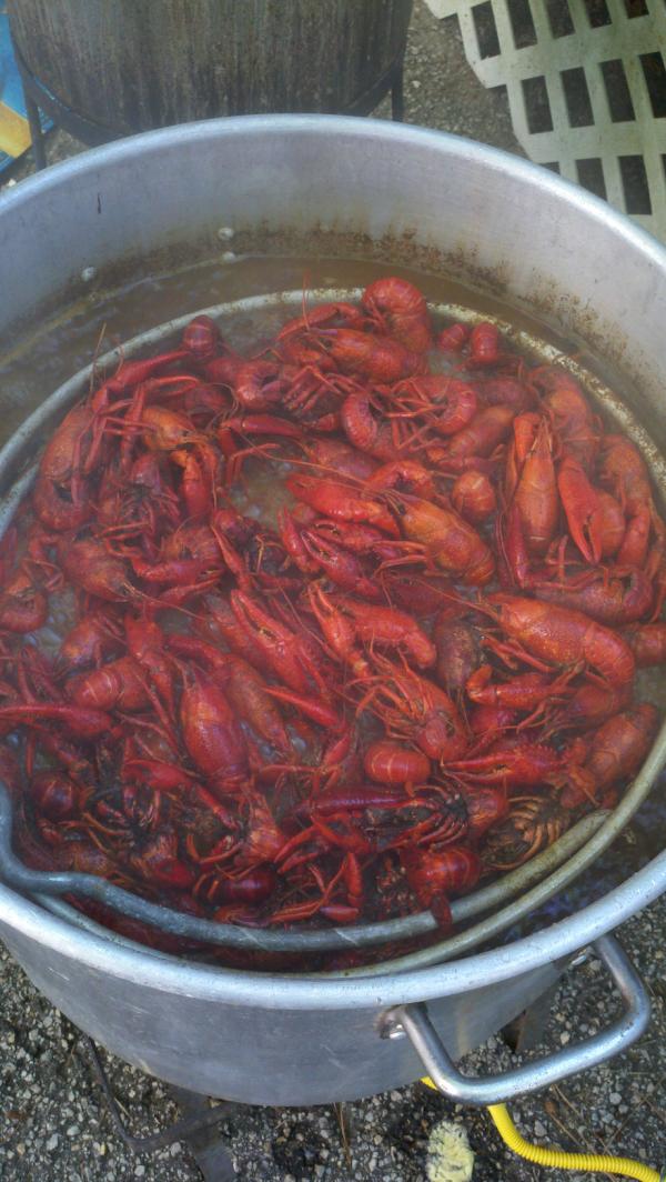 RefinedSystems's tweet image. @RefinedSystems Crawfish festival old town spring
