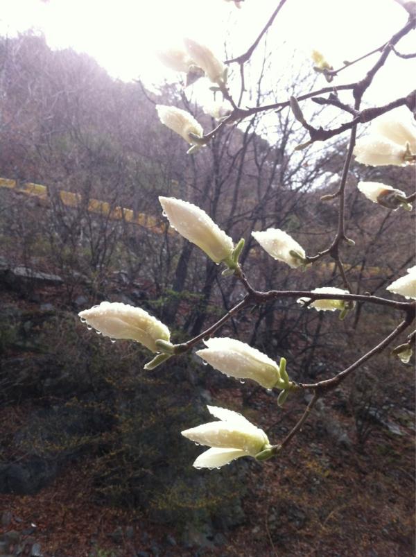 sobaek_knp's tweet photo. 밤 사이 비가 16.5mm왔네요, 9시현재 기온 14도입니다. 구름이 지나가고 푸른 하늘이 보이기 시작합니다. http://t.co/SeXNEKdO