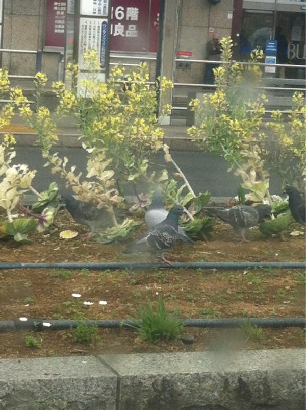 沼津駅南口で、客待ち中
鳩が花壇の花を食べてます(T_T)