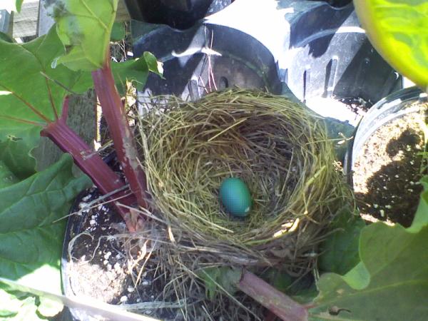 squidneyloo's tweet image. This was a plesant suprise! It was hidden under the leaves of the rhubarb #joyofspring