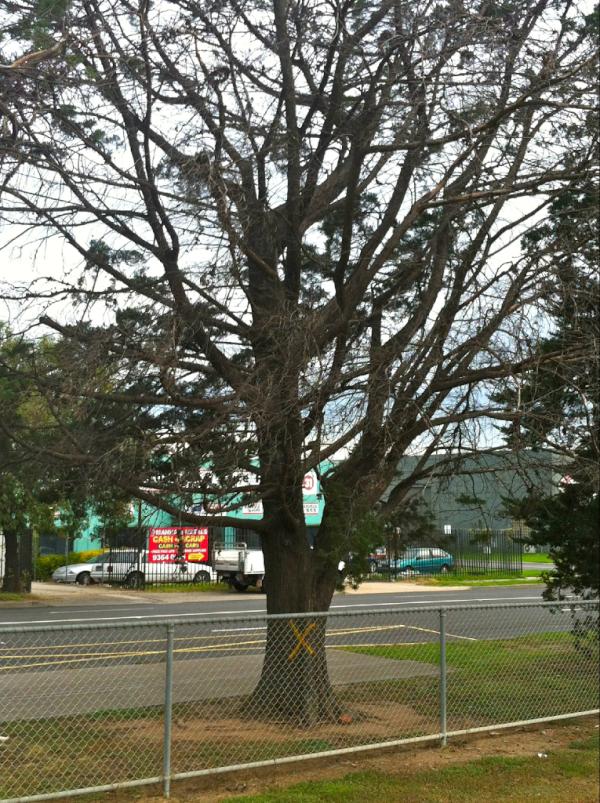 SunnyGirl3020's tweet image. @BrimbankCouncil at it again-Chopping down trees at Parsons Reserve, Wright Street frontage #BCCfail :(
