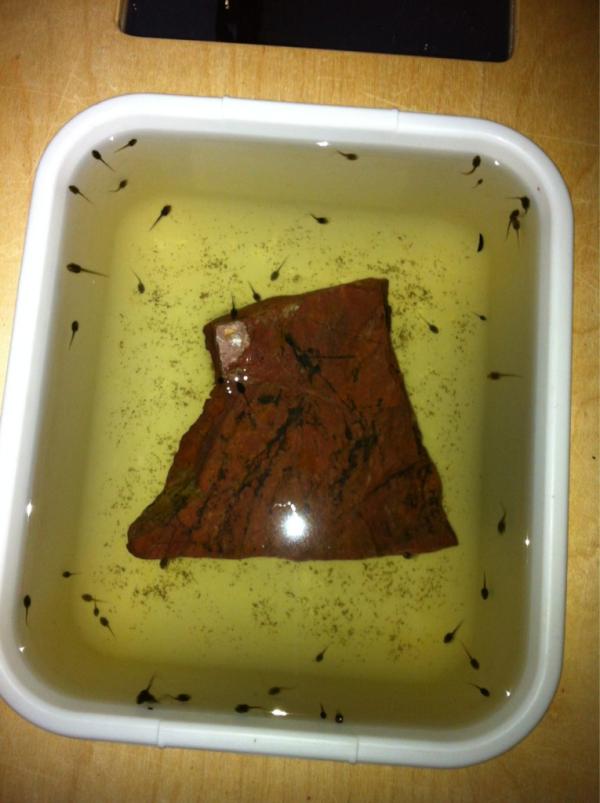 trinityforkids's tweet image. The tadpoles in the kindergarten class doubled in size over the weekend. I can't wait to hear the kids reaction 2morro