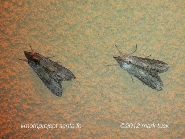 marktusk's tweet image. #mothproject santa fe #iphoneography