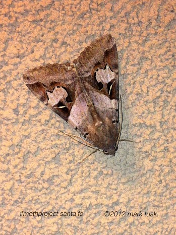 marktusk's tweet image. #mothproject santa fe #prettypattern