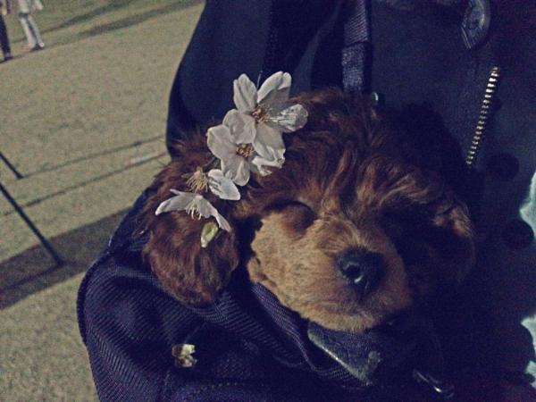maddy_kim's tweet photo. @frog799 @charlottelee7 여기 제 꽃개도 있어요^^ http://t.co/Q9c1rqf6