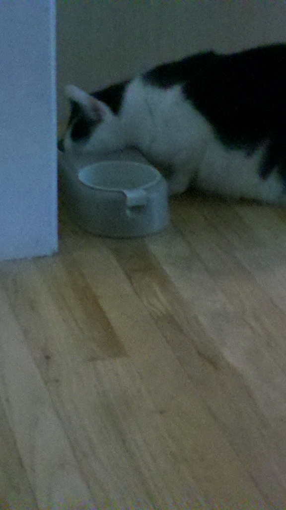 kelly_bannon's tweet image. your already fat enough  #pusboy #gotyourheadtoofarindabowl #nomorefoodleft