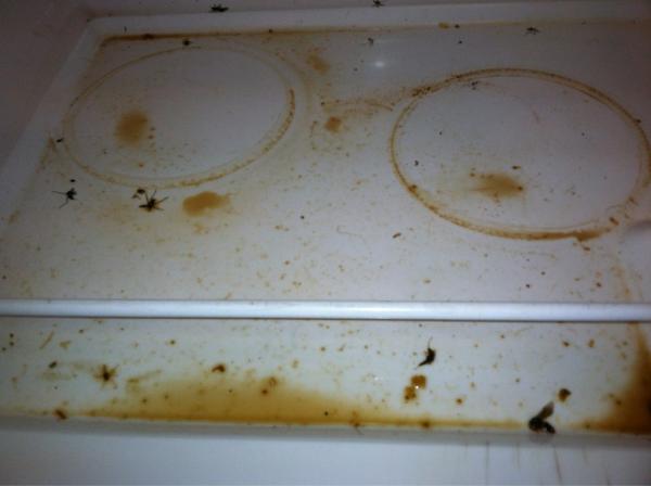 ShelbyMcLovin's tweet image. This is where I draw the line. I can&apos;t touch that with my bare hands, I refuse. #mangerproblems