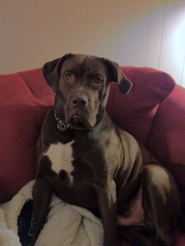 tallonlarham's tweet photo. Murphy waits for bathroom breaks to steal his spot on the couch. #ilovemydog http://t.co/WObXDvpQ
