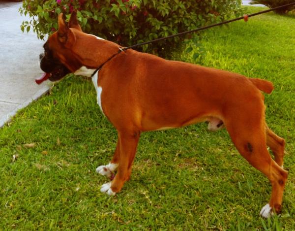 elizondo_c's tweet photo. Pannon Box Furio campeón joven de Servia ahora en Mty disponible para aportar genética http://t.co/Xg2PsGnH http://t.co/MY7yYYD7