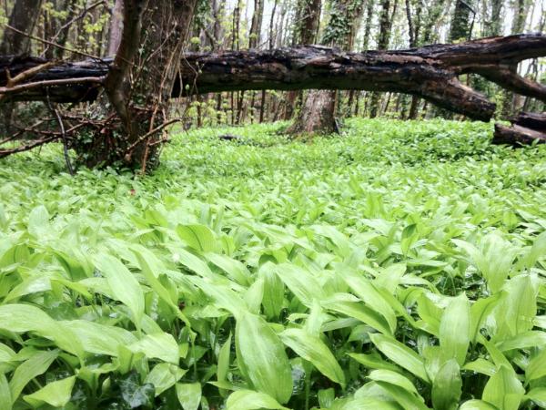 boardmanphil's tweet photo. Foraging for wild garlic, you won't find a better spot than this!!! http://t.co/G2zcaH1Y
