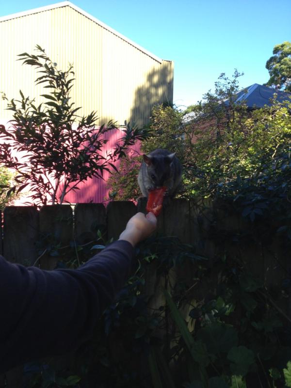 CamGale's tweet photo. Possums like capsicum. #WhoKnew? http://t.co/UKJ62a4z