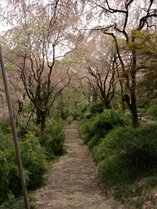 SKojimaDesign's tweet photo. まだ春いっぱい http://t.co/G2o28gUS
