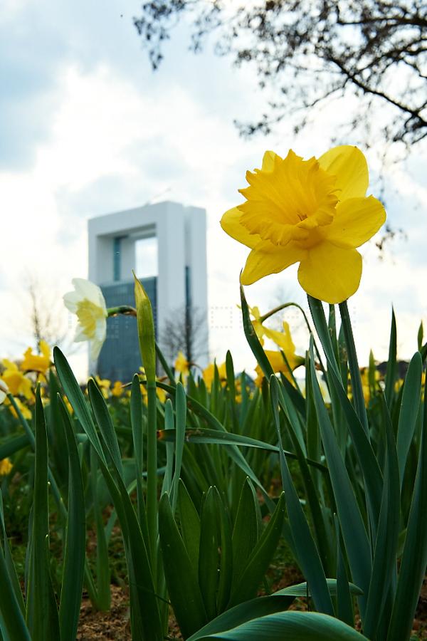 Ons narcissenveld op de #Floriade staat in volle bloei! Kom jij ook naar de Floriade?#herinneringsbloem