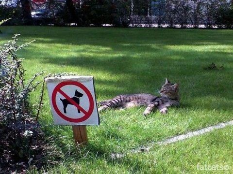 AirForce_Carl's tweet photo. Now that is just #smug haha! http://t.co/Z2UQAiKG
