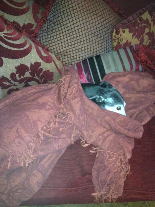 Rosiethewhippet's tweet image. I is convalessing again