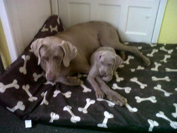 Mum an pup! So cute!