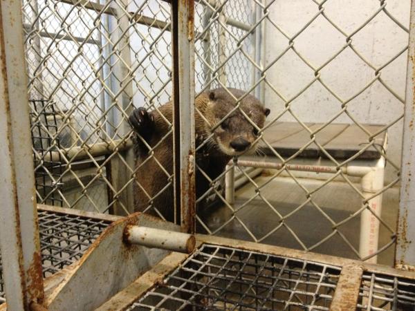 Amanda Sturgeon tweet media