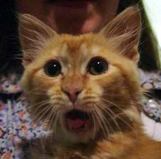 Jasper__The_Cat's tweet photo. @nataliecaroline http://t.co/ITkTaqqI