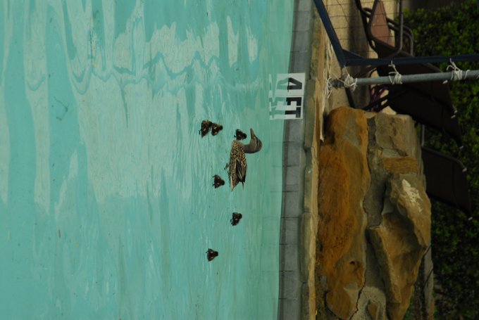Cute ducks in my pool http://t.co/4MnL9mwM<a href="/tag/manyvids"class="tags"><span>#manyvids</span></a><a href="/tag/mvsales"class="tags"><span>#mvsales</span></a>
