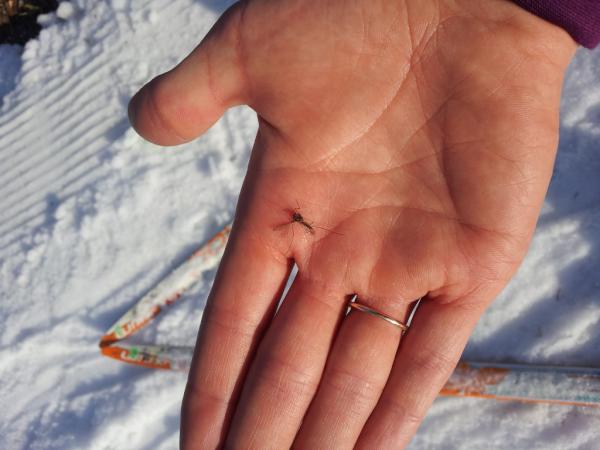 SaraStudebaker's tweet image. Really?! #winterorspring