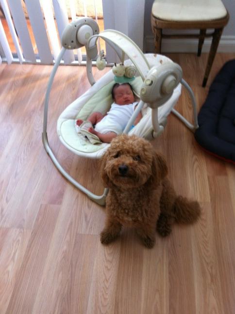 BroccTheDog's tweet photo. http://t.co/GqGrKccG