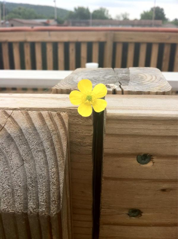 emilyn_yates's tweet image. Making the fence pretty! #tracksolutions @KatieLevy28