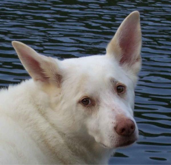matteakin1119's tweet photo. @HowardStern Howard, had to put our dog Buzz to sleep 14 years old. Cancer  NYC Vet. Specialists, West 55th were great http://t.co/akxT9EHl