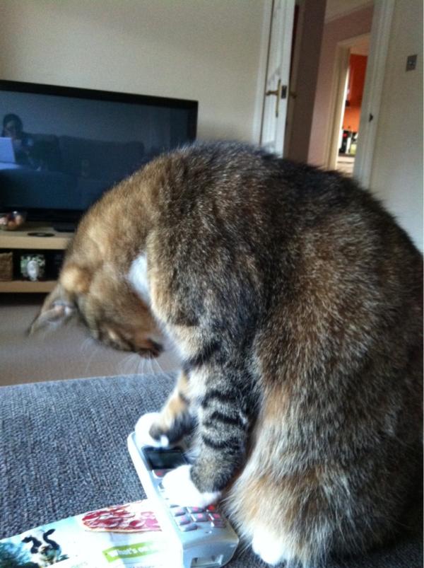 chatanm's tweet image. Mocha calling Dominos for dinner last night #catscanbetrained