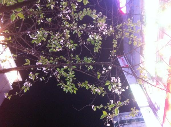 mahasury's tweet photo. 도심 속에 핀 꽃.... 그 꽃나무 아래에서 동료들과 나누는 맥주 한 잔.. http://t.co/atjvbIFM