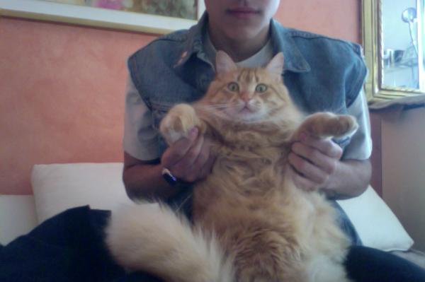 MicheleMerlo1's tweet photo. cat powerrrr http://t.co/UMa76FA0