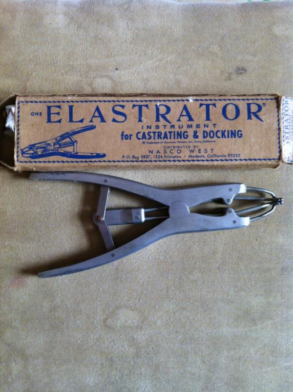 Elastrator for humans - Top Porn Photos XXX Image Causes of green feces in adults