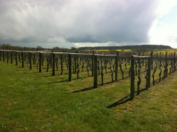 Just starting to bud.