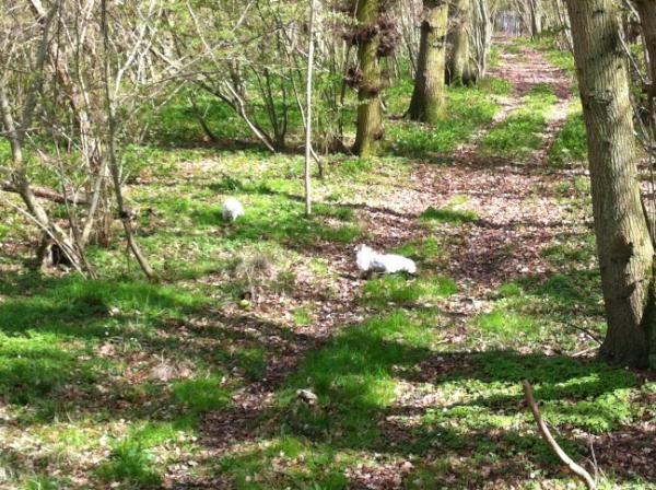 Chef#@ellis_jon , Megan &amp; Millie foraging wild garlic in the ancient wood.