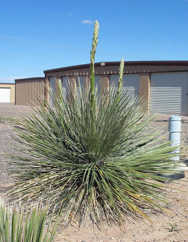 Spring bloom at Yucca RV &amp; Self Storage in the high desert of Belen, New Mexico.