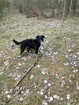 Viktor Nilsson tweet media