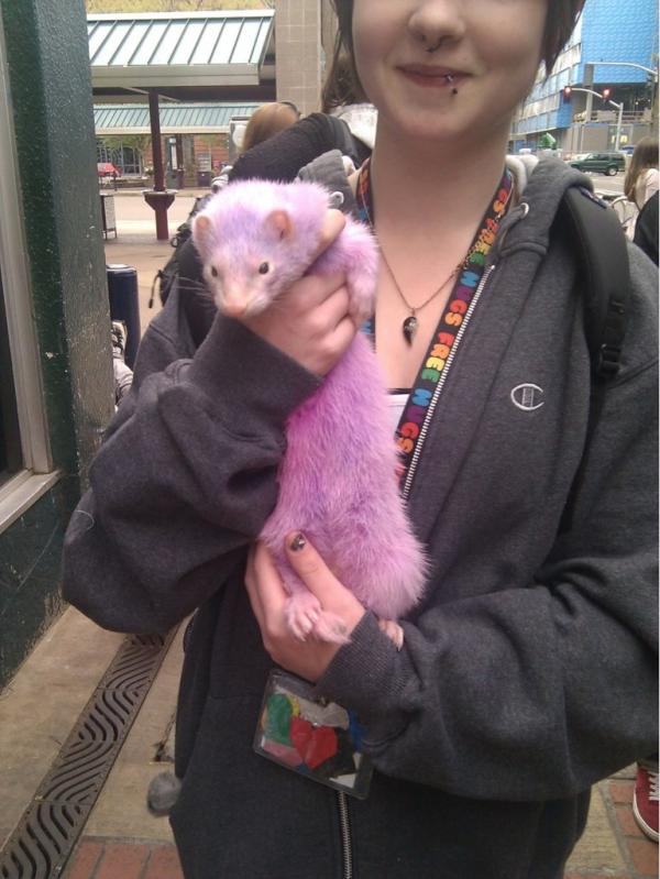 KeepEugWeird's tweet photo. Oh hey little guy. #whereelsecanyoufindapurpleferret? #KeepEugWeird (pic via @sarahj331) http://t.co/6q63TDsz