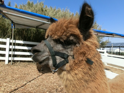 HatTelemark's tweet image. 北上途中、もふもふ癒されてきました。