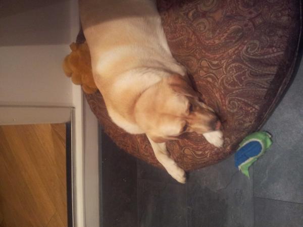 MrsAshe's tweet image. my ribbles!