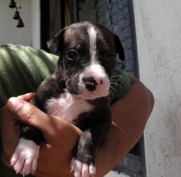 shayarwire's tweet photo. A beautiful healthy Boxer Mix male pup looking for new home. For adoption please call 9987674700 http://t.co/F3njlbbr