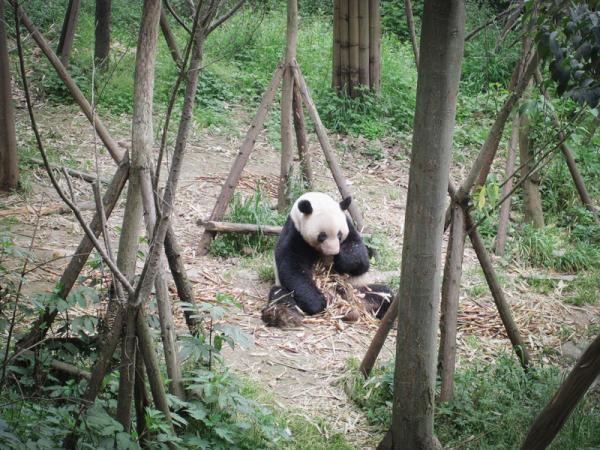 TopWhoshumble's tweet photo. A Panda http://t.co/x9mDyCaQ