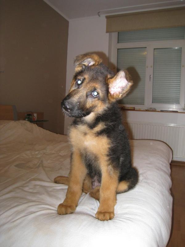bovoxo's tweet photo. Mijn lieve lieve lieve hondje http://t.co/COdkulk8