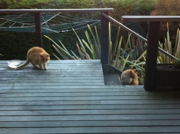 I see red! Two neighbours' cats meet on our deck. What happens next?
