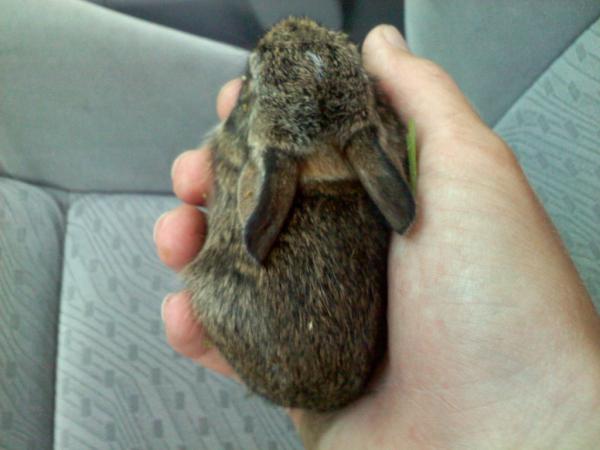 JohnBurgandy's tweet photo. Caught a baby bunny rabbit today... he's a tiny little guy http://t.co/kmlNP186