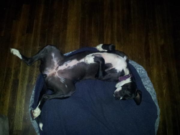 CBeale95's tweet image. This is how my doggie sleeps. #crackdog